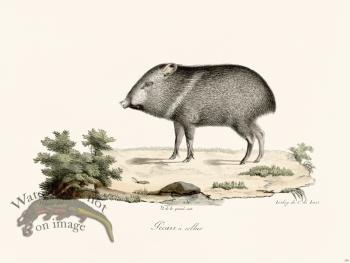 Cuvier 238 Collared Gecari